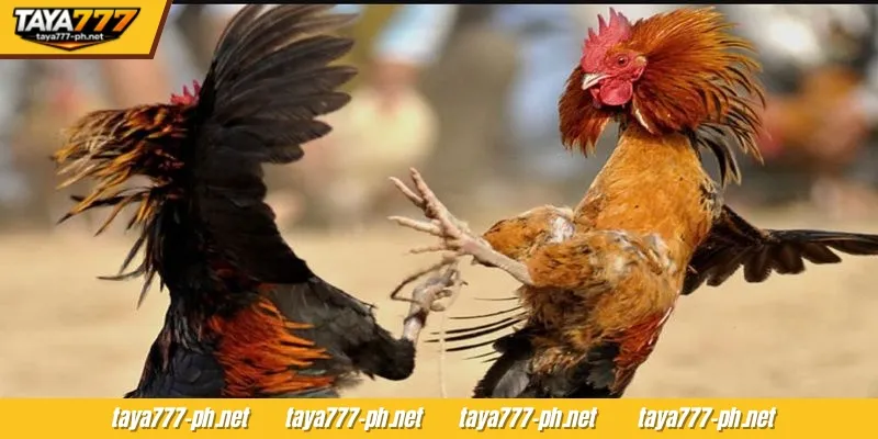 Bumuo ng maayos na estratehiya sa pagtaya kapag sumasali sa TAYA777