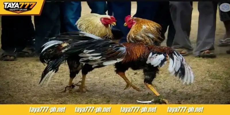 Maraming iba't ibang opsyon sa pagtaya sa sabong ang available para sa iyo sa TAYA777